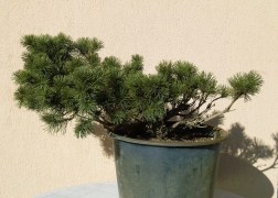 Pinus mugo / Törpefenyő